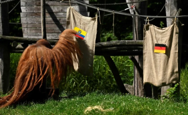 Orangutan 5