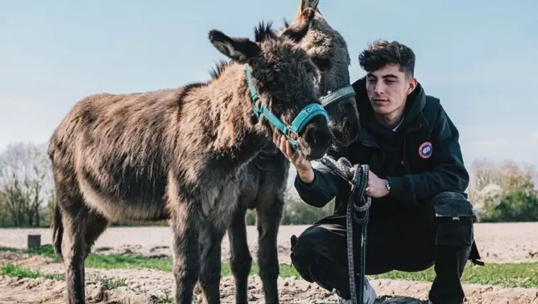 Havertz 1